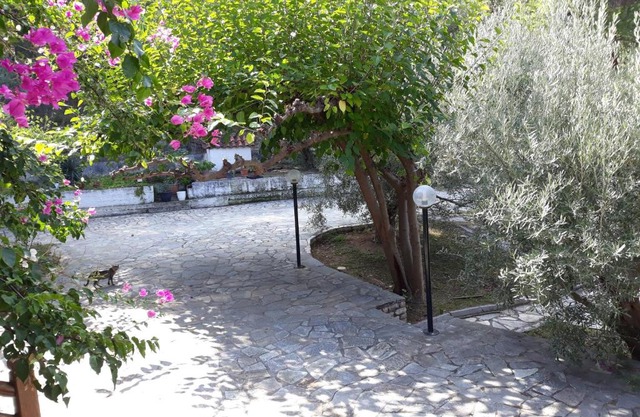 Σπίτι σε ελαιώνα, house in an olive grove