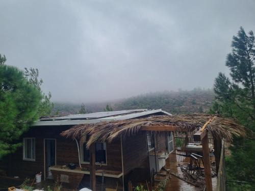 בין הצמרות - צימר בבת עין