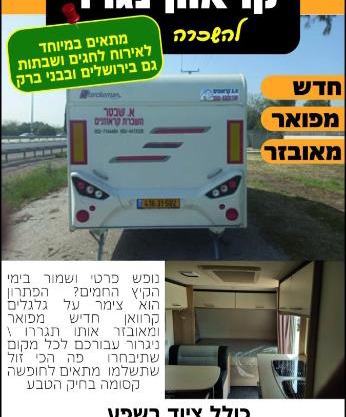 בין עצי הזית