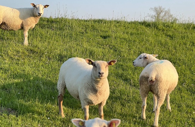 3-room, kitchen + 2 bathrooms " modern apartment "LeerZeit"