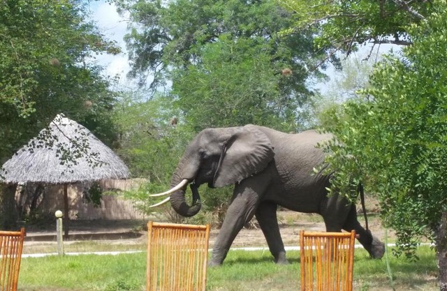Africa Safari Selous Camping
