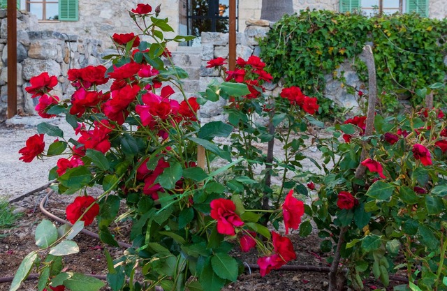 Agroturismo en Mallorca
