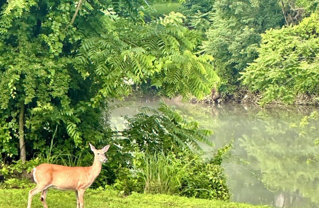 Almost Heaven At The River: Riverfront Family Fun, Work Week, or Golf Retreat!