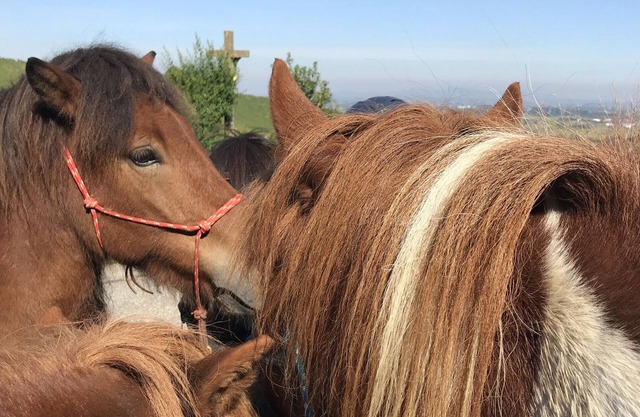 Apartment 'Fewo Eddie' with Mountain View, Balcony and Wi-Fi