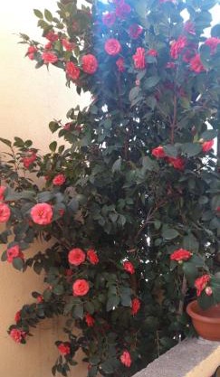 Apartmani Radovic 2