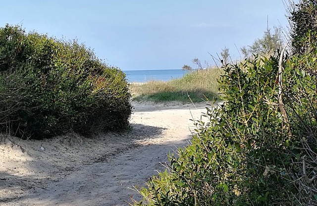 Apartment 200 meters from the sandy beach and the pine forest