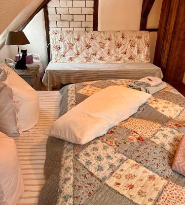 Apartment Cats Forest