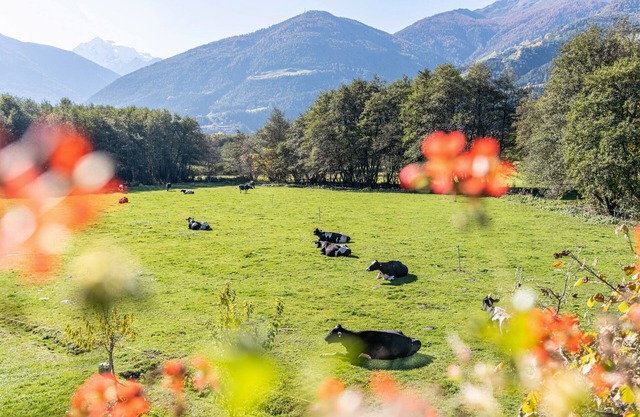 Apartment 'Hausergut Bonita 4' with Mountain View, Shared Garden and Wi-Fi