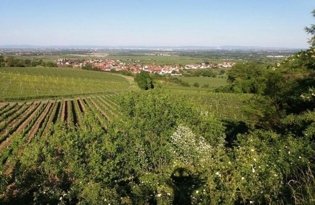 Apartment Lingenfelder