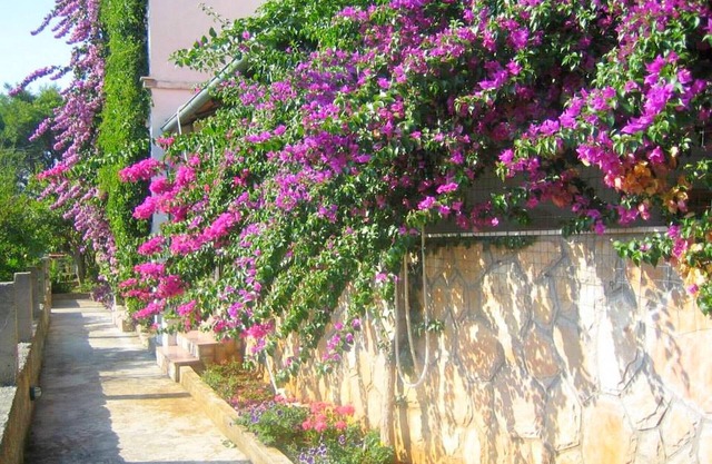 Apartments Jelka, (2108), Jelsa, Croatia