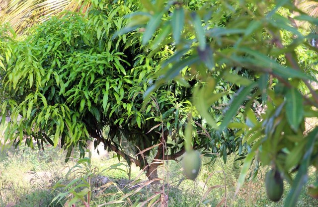 ASSOUKA Eco-Village du lac Nokoué