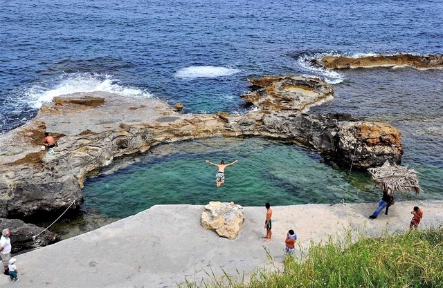 Astrantia-Adults Only