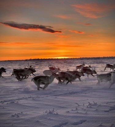 Authentic Sami Reindeer Herding Adventure in Arctic Norway