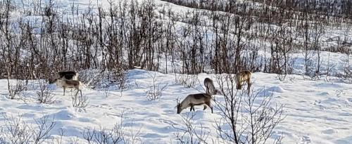 Big 3 bedrom cabin at Grønnliskaret, Ringvassøya.