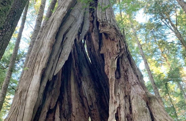 Brand new cabin on large property