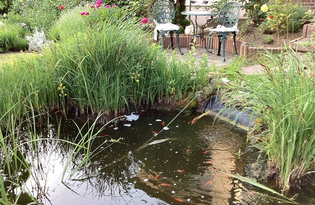 Cat 1 - Apartment Krapohl