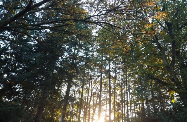 Chambre d'hote N1 en brocéliande