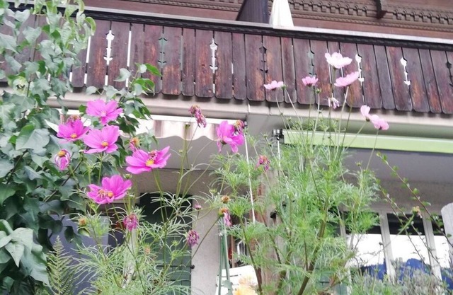 Cosy apartment for 6 guests with TV, balcony and pets allowed