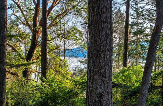 Cozy cabin in the woods, minutes from town, beaches, hiking