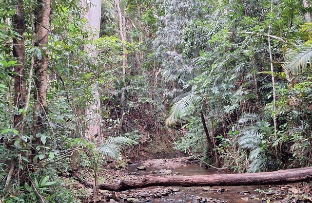 creek, close to beach, cassowaries, acreage, rainforest, swimming holes