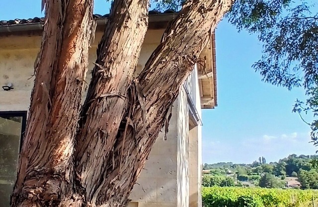 Detached 2/4 bed stone studio near Saint-Émilion and Bordeaux.