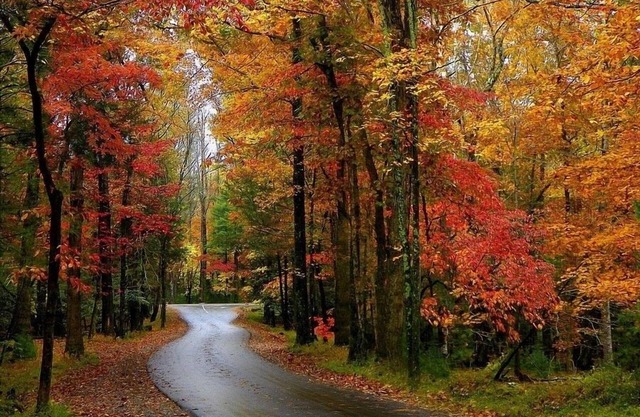 🐾 EASY ACCESS 🐾 NO Crazy Roads 🐾 BEARS 🐾 5Minutes off Parkway 🐾DOLLYWOOD7Miles 🐾