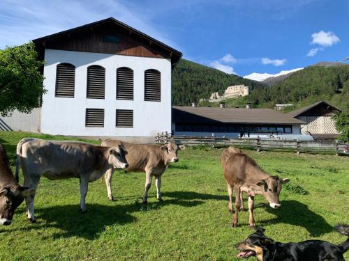 Farm apartment in Stelvio National Park