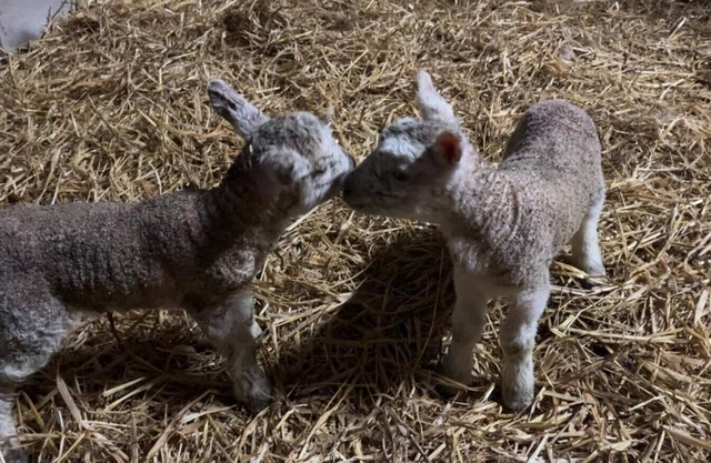 Farm Stay 15 mins from Killarney