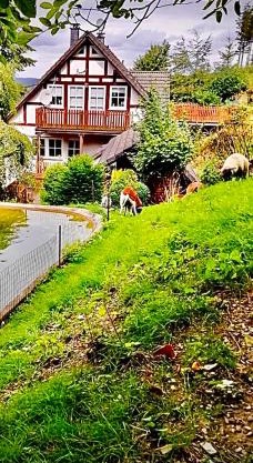 Ferienwohnung Dörnberg erleben mit Tiere bei Winterberg