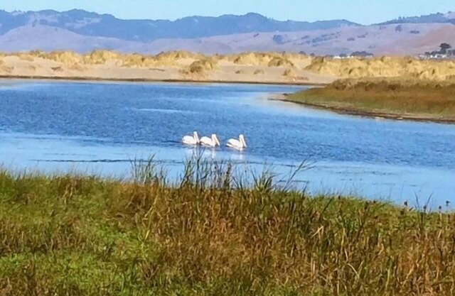 Fishermans Cottage~Warm&Cozy Seaside Cottage in Bodega Bay,Walk to Beach/WiFi