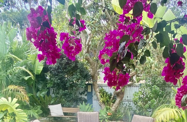 Frangipani cottage