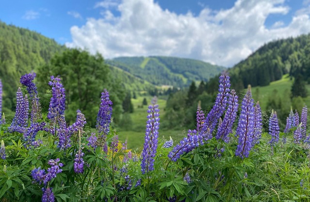 Gite La Bresse, 2 bedrooms, 4 persons