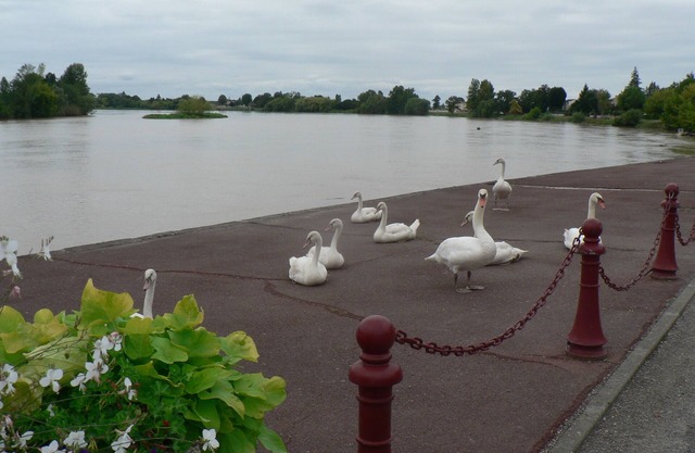 Gites Nénuphars rivière Saint-Emilion