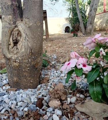 Gogo house in Faro Avlida