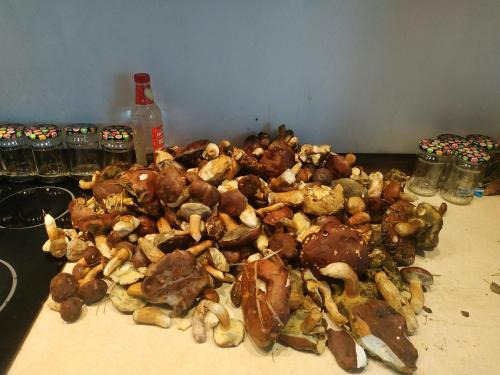 Grzyby, ryby, ferie, Własny pomost, kajak, kominek, grill, ognisko raj nad wodą, BRZÓZKI 1