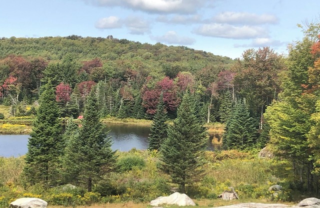 Guest House surrounded by national forest