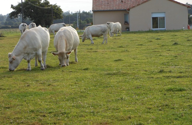GUEST ROOM IN THE NEAR CHEMILLE-EN-ANJOU COUNTRYSIDE