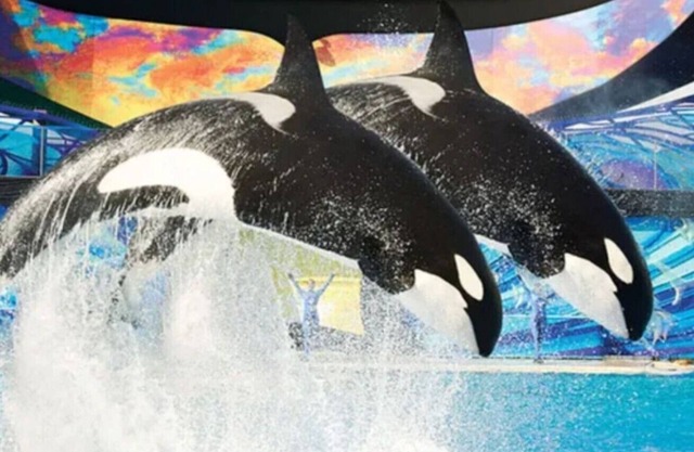 Hoilday Family Retreat Sleeps 16 Near SeaWorld