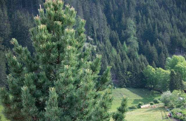 Holiday Apartment 'Miramor Kollina' with Mountain View, Shared Garden & Wi-Fi