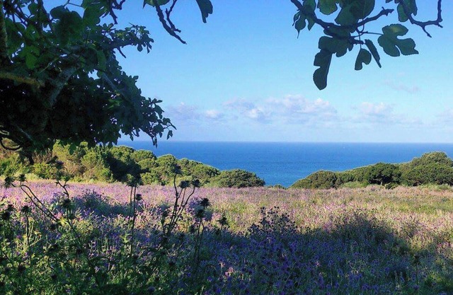 Homerez - House in El Chaparral