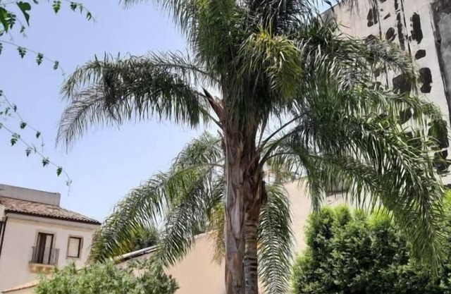 Hotel La Palma
