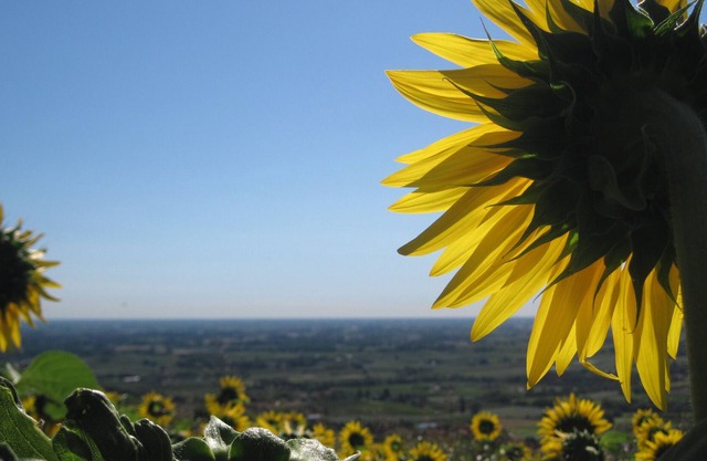 House / Villa - Faenza