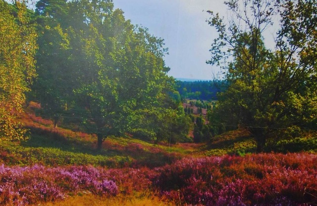 Immennest - Am-Immenweg