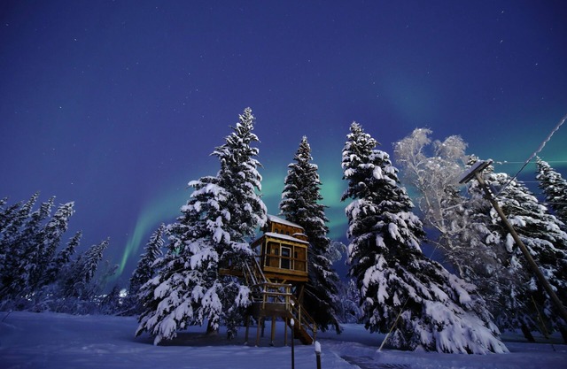 It is a tiny home in the treehouse located in the middle of Fairbanks.