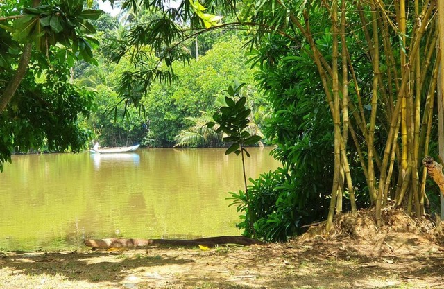 Jungle Hideaway with a river view
