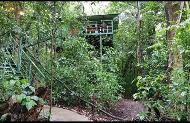 Jungle Living Tree Houses