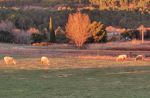 Le Cabanon - Quartier le Petit Couturas