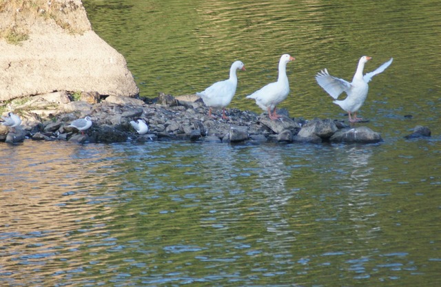 Le Gîte des Pêcheurs au Calme à 5 mn de Terra Botanica