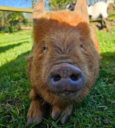 Les gites de koatephani et ses animaux