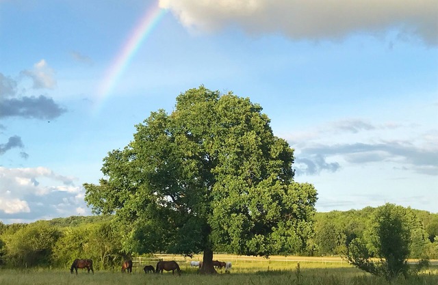 Luminous gîte equestrian farm Saint-Émilion